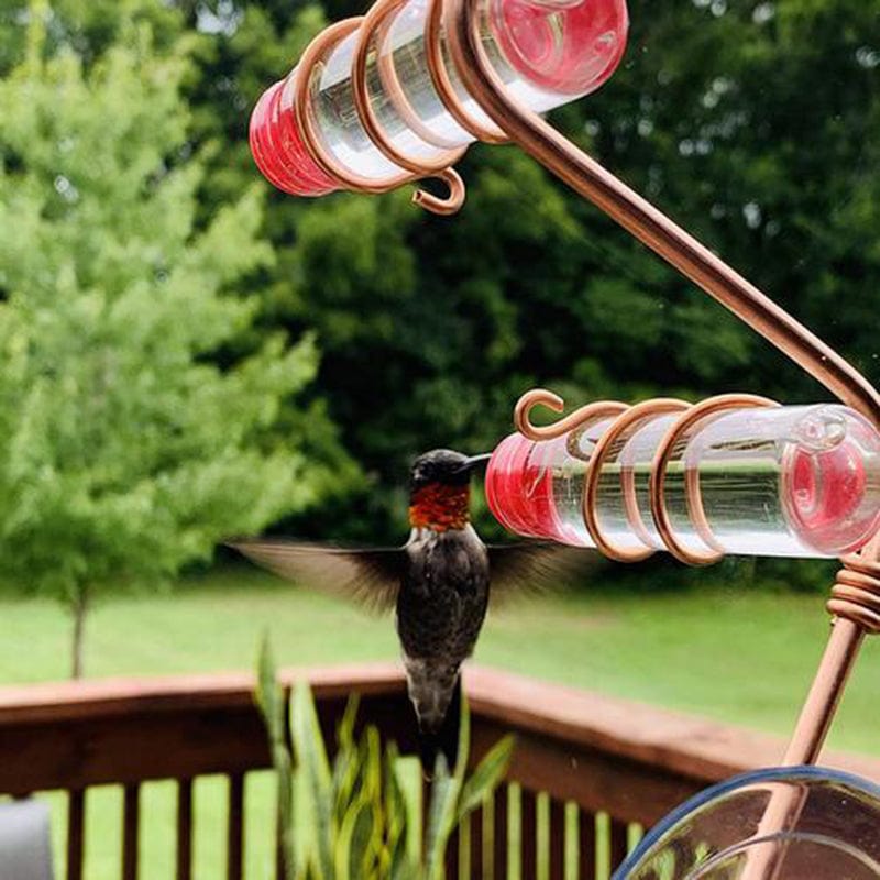 Fenster Kolibri-Futterspender