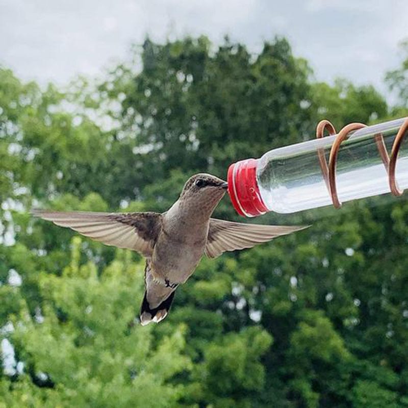 Fenster Kolibri-Futterspender