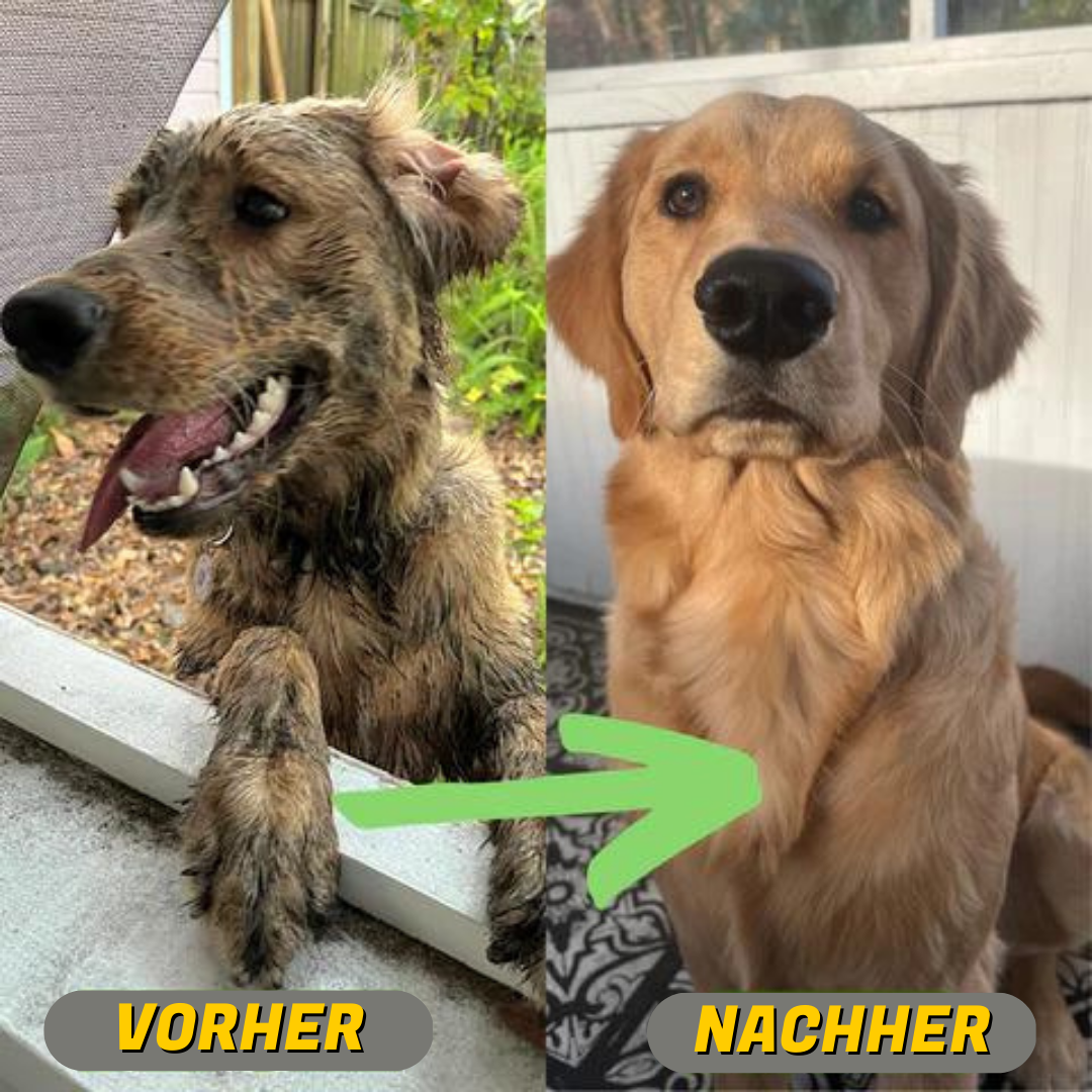 Hundebrause mit Shampoofunktion