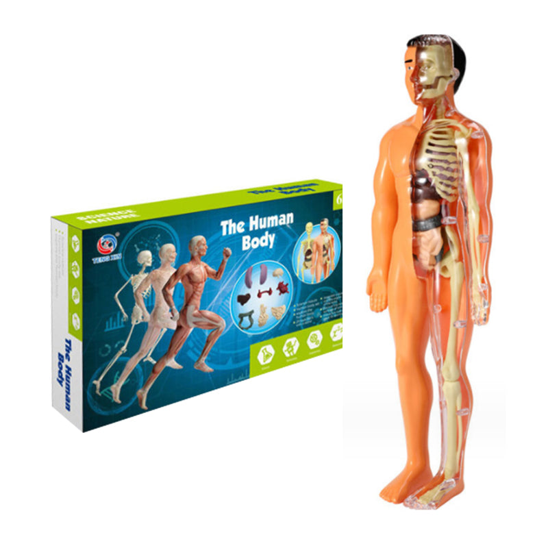 KörperEntdecker™ Spielerisches Lernen der Anatomie für Kinder | 50% RABATT