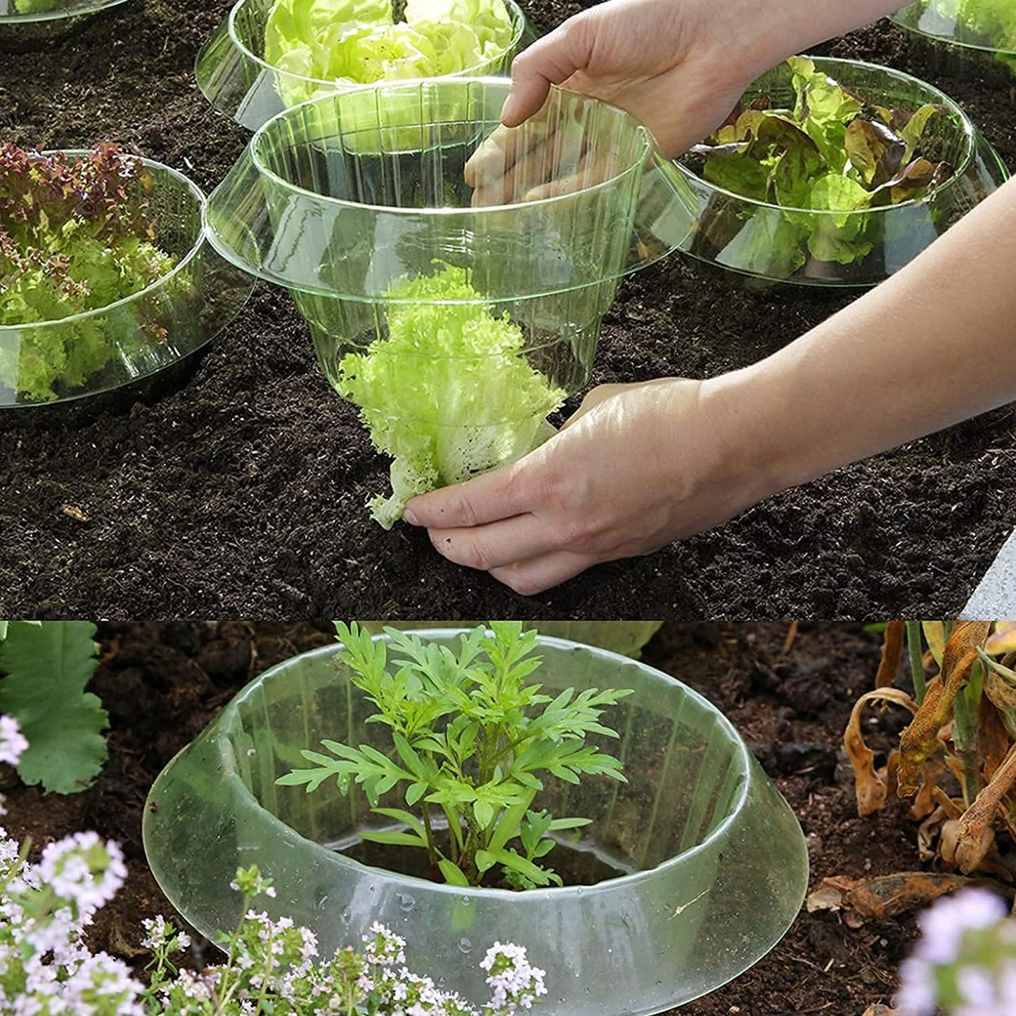 Garduru Schutz gegen Schnecken für Ihre Salat- und Kohlpflanzen