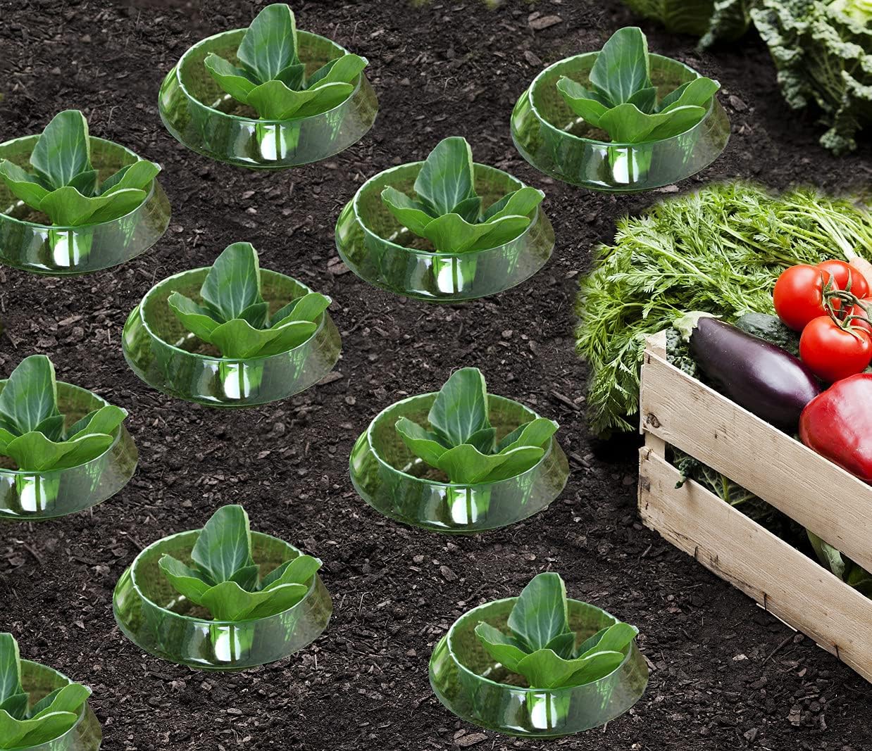 Garduru Schutz gegen Schnecken für Ihre Salat- und Kohlpflanzen