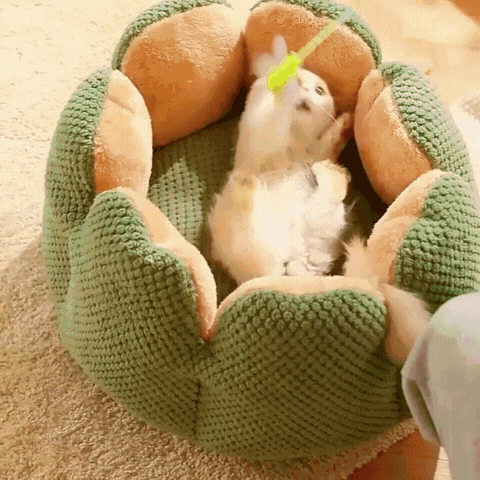 Cozypets – Kaktus-Tierkorb – Ultimativer Schlafkomfort