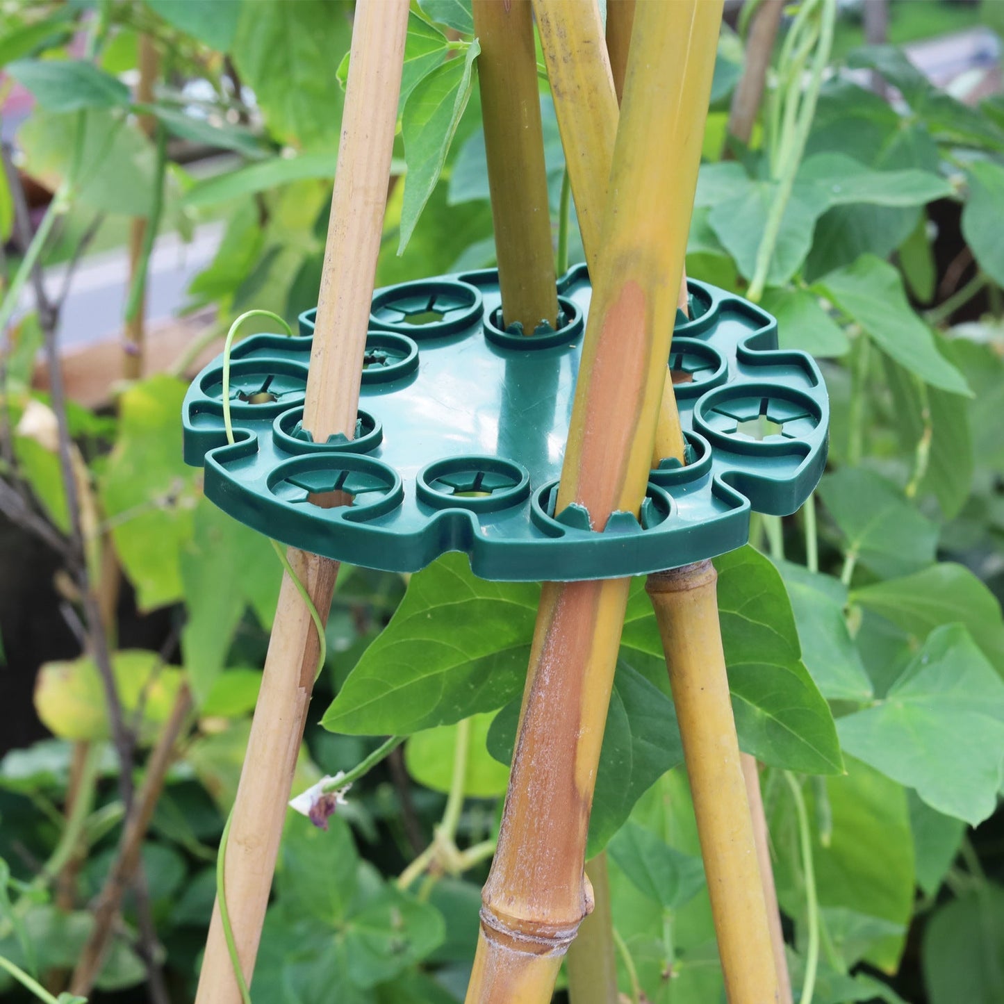 Stabile Pflanzenstütze Ring für Bambusstangen für Tomaten und Kletterpflanzen