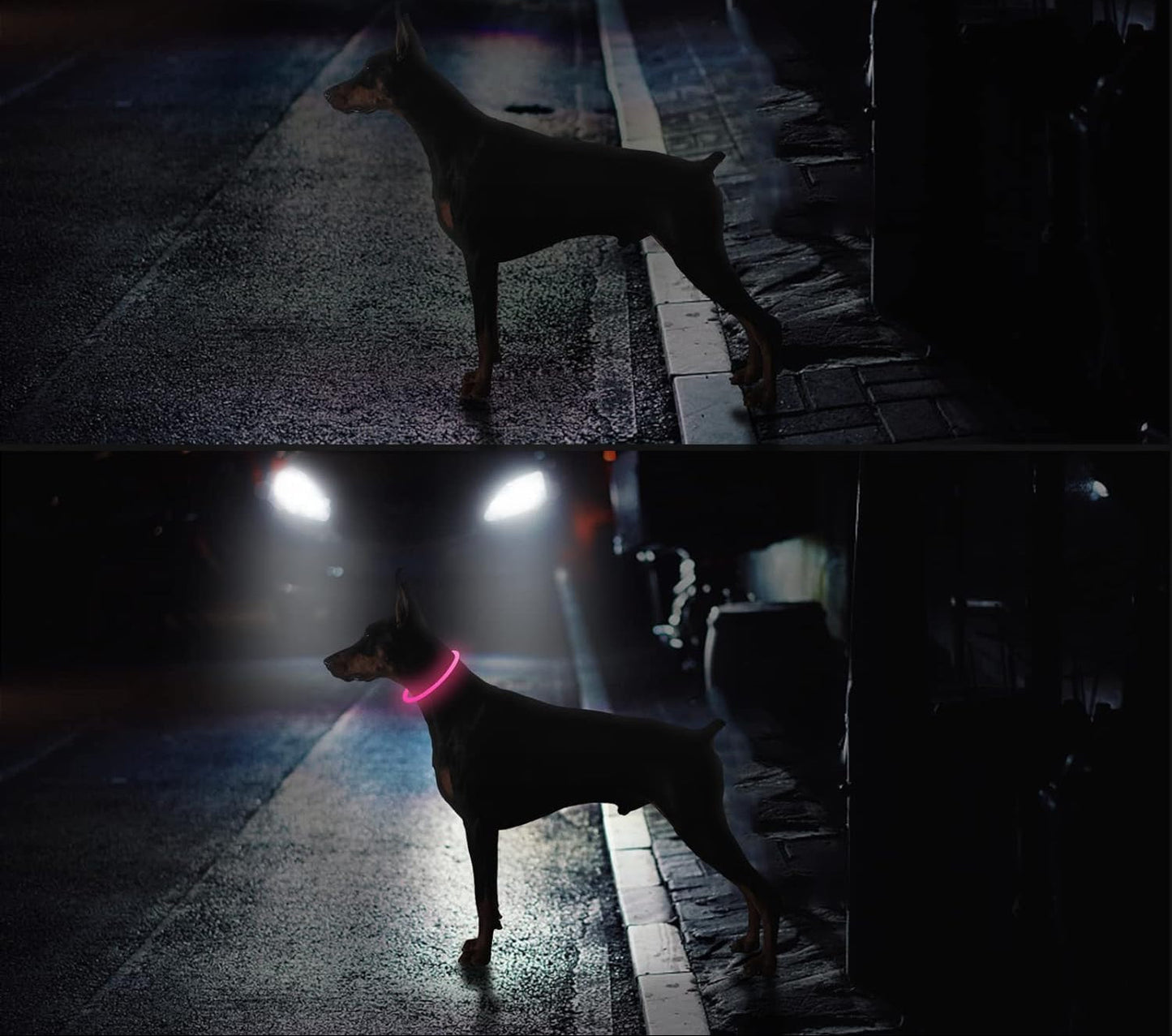 Leuchtendes LED-Halsband wiederaufladbar für Hunde | GlowPup