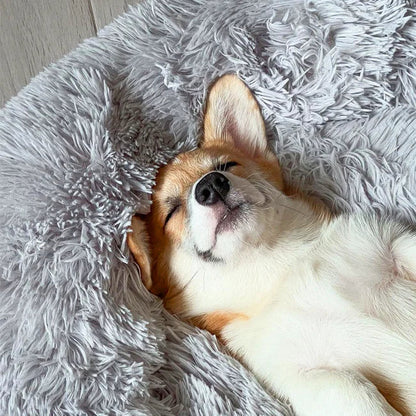 Beruhigende Hundebett