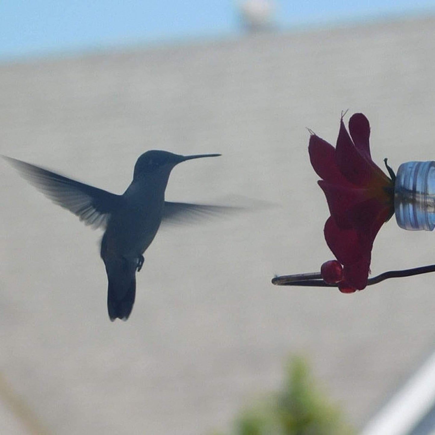 Blumenfenster Kolibri-Futterstation