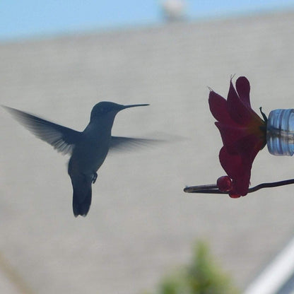 Blumenfenster Kolibri-Futterstation