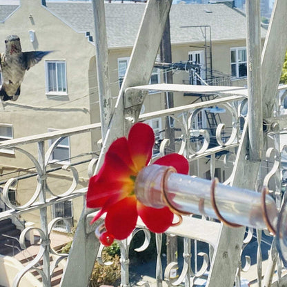 Blumenfenster Kolibri-Futterstation