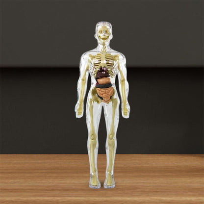 KörperEntdecker™ Spielerisches Lernen der Anatomie für Kinder | 50% RABATT