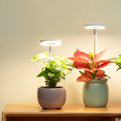 Garduru Grow - Elegante LED Phyto Grow Lampe