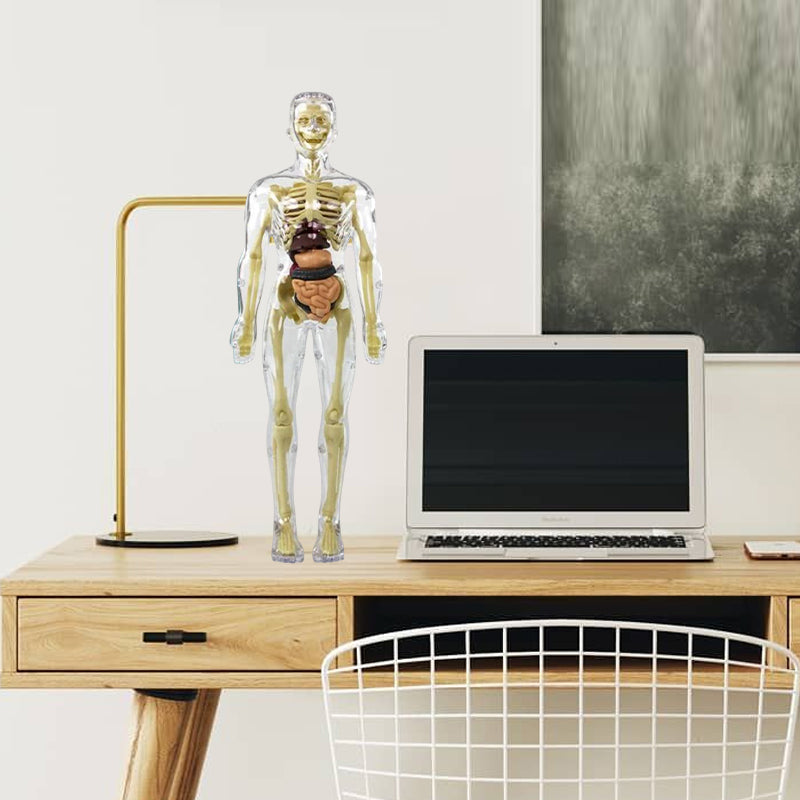 KörperEntdecker™ Spielerisches Lernen der Anatomie für Kinder | 50% RABATT