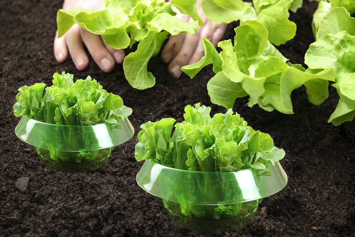 Garduru Schutz gegen Schnecken für Ihre Salat- und Kohlpflanzen