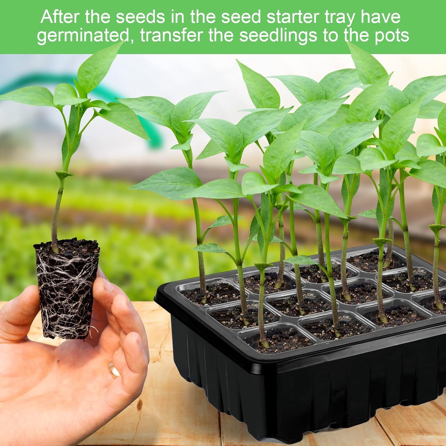 Vollständiges Wachstumsset mit Beleuchtung für Pflanzen