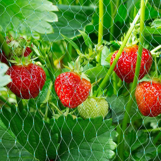Schutznetz für Gartenpflanzen – Grünes Netz gegen Schädlinge und Tiere