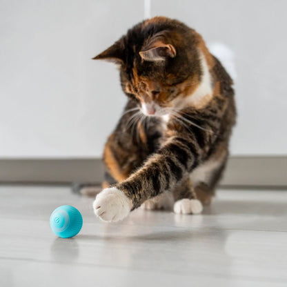 KatzenRoller | Das Lieblingsspielzeug deiner Katze!