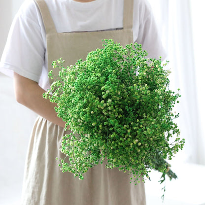 Natürliche getrocknete konservierte Blumen Gypsophila Blumensträuße