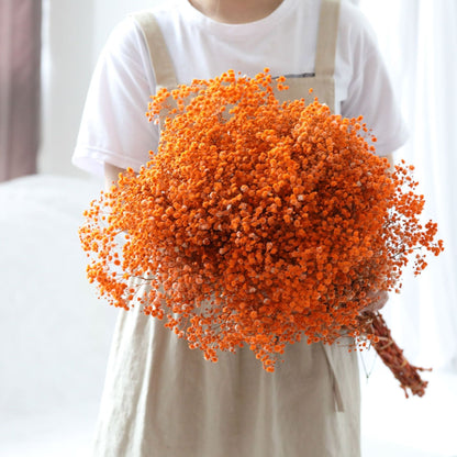 Natürliche getrocknete konservierte Blumen Gypsophila Blumensträuße