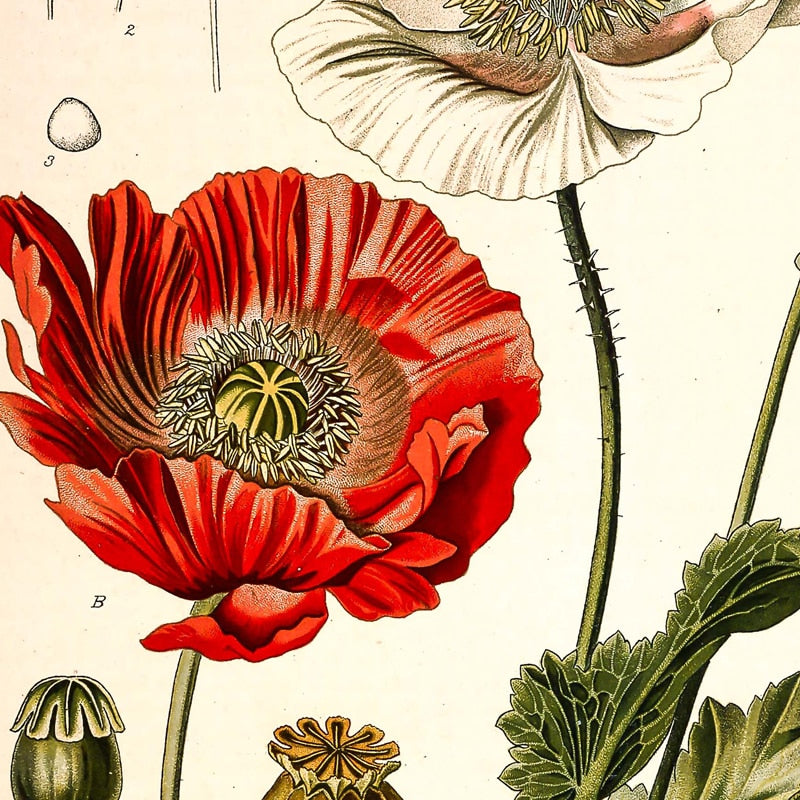 "Dahlia" Vintage Botanische Drucke Leinwand Kollektion