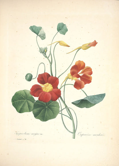 "Vuokko" Vintage Botanische Drucke Leinwand Kollektion