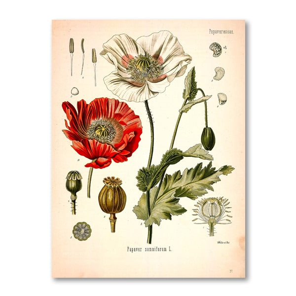 "Dahlia" Vintage Botanische Drucke Leinwand Kollektion