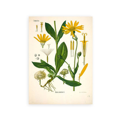 "Dahlia" Vintage Botanische Drucke Leinwand Kollektion