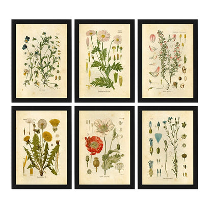 "Orvokki" Vintage Botanische Drucke Leinwand Kollektion