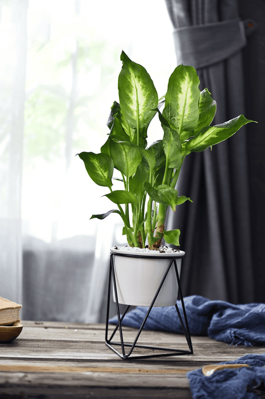 Garduru – Eleganter Blumentopf für stilvolle Dekoration