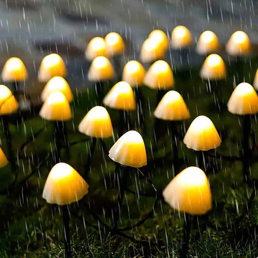 Pilz Feenlichter